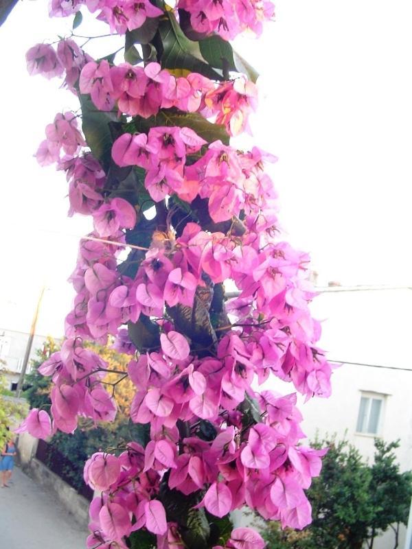 Apartments Ana&Neso ปาโกชตาเน ภายนอก รูปภาพ